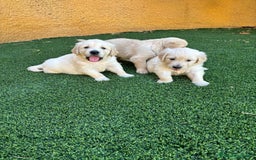 Golden Retriever perros en venta: GOLDEN RETRIEVER  - Imagen 8