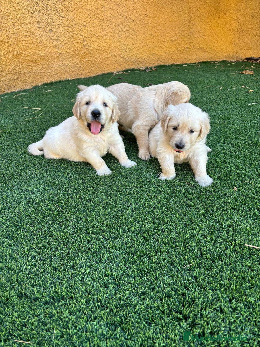 Golden Retriever perros en venta: GOLDEN RETRIEVER  - Imagen 8