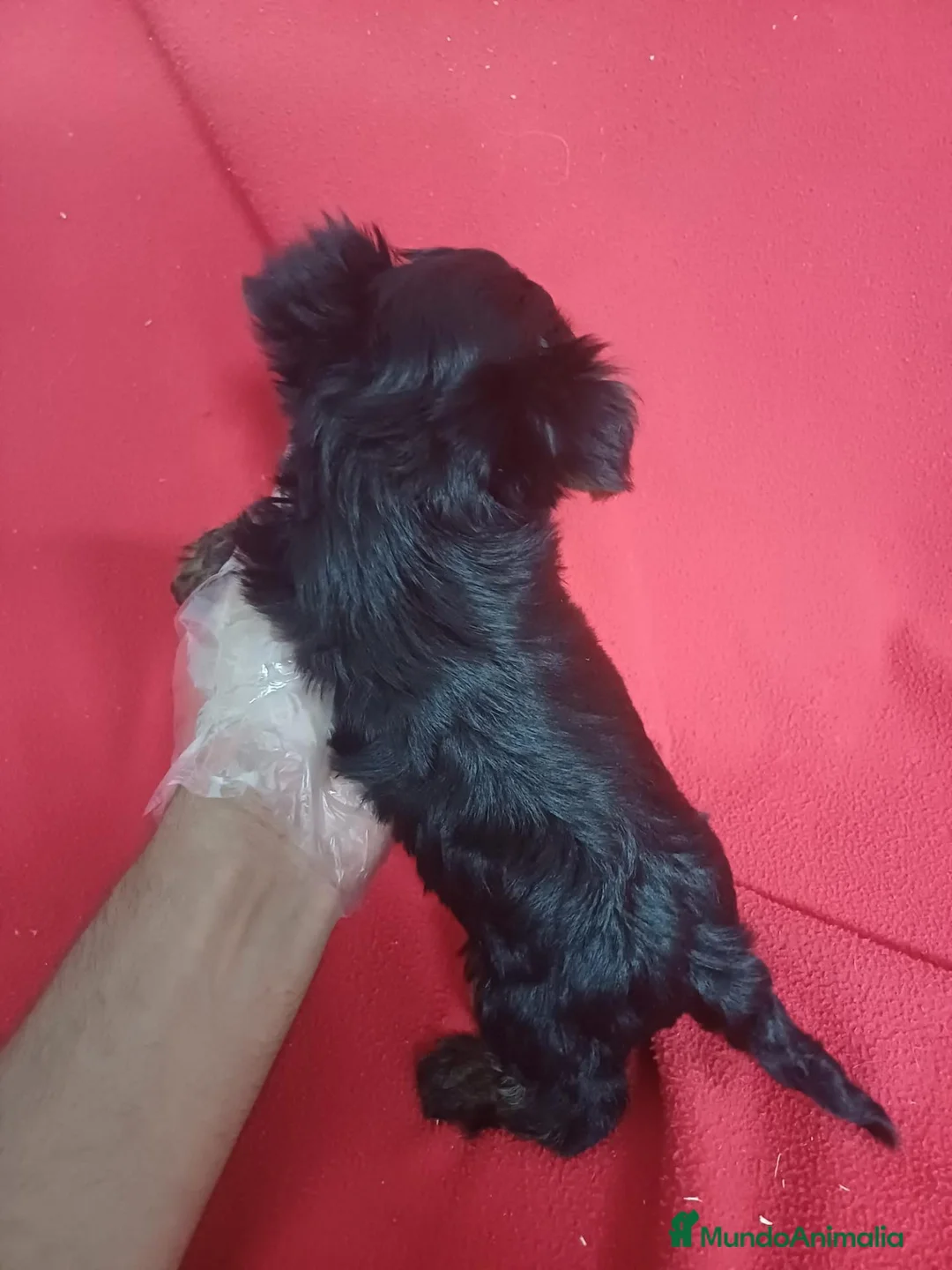 Yorkshire Terrier perros en venta: Yorkshire Terrier Mini  - Anuncio 4