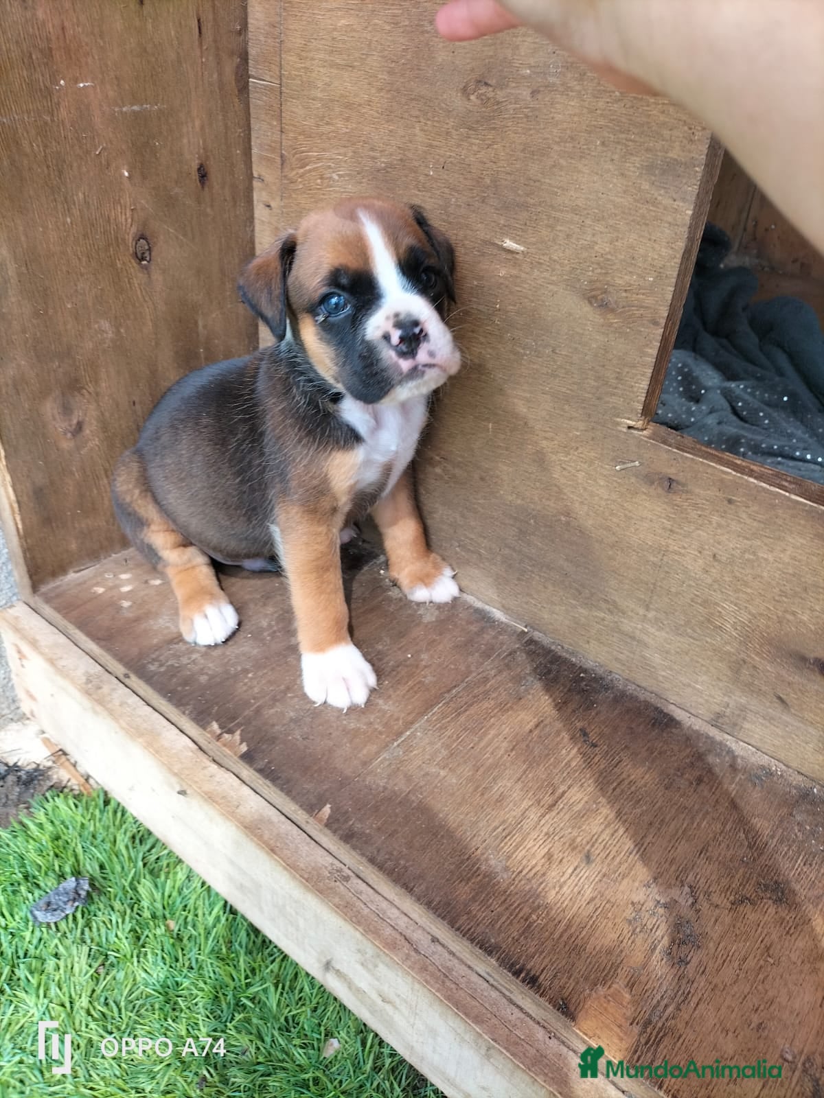 Boxer perros Boxer - Anuncio 1