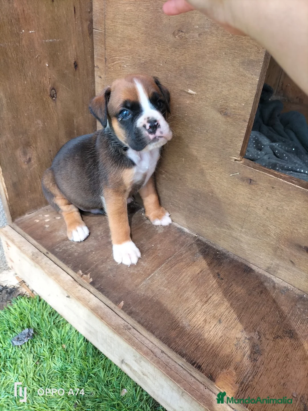 Boxer perros en venta: Boxer - Anuncio 1