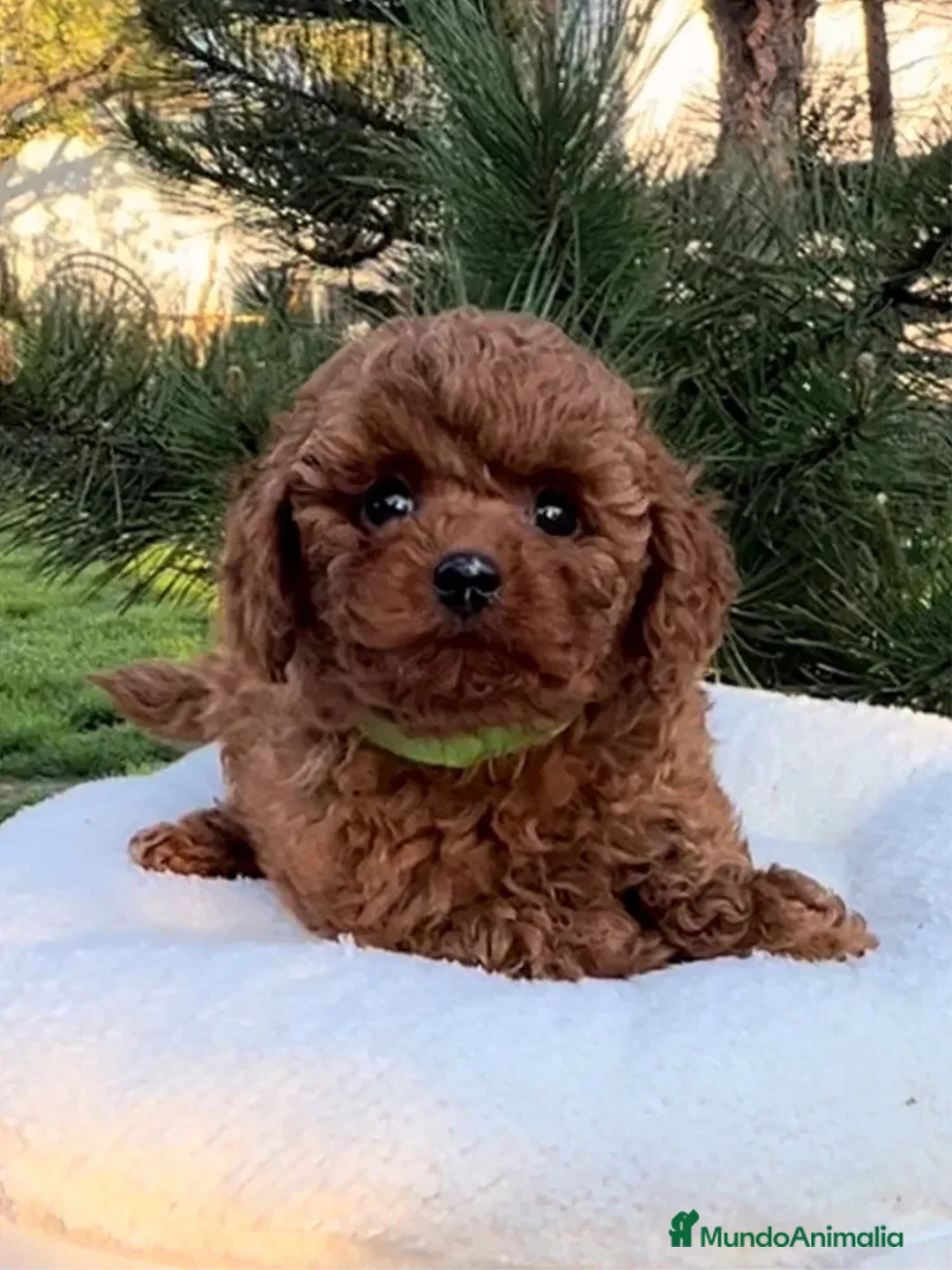 Caniche Toy perros en venta: caniche toy super pequeño - Anuncio 4