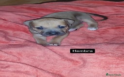 American Pit Bull Terrier perros en venta: American pitbull - Imagen 4