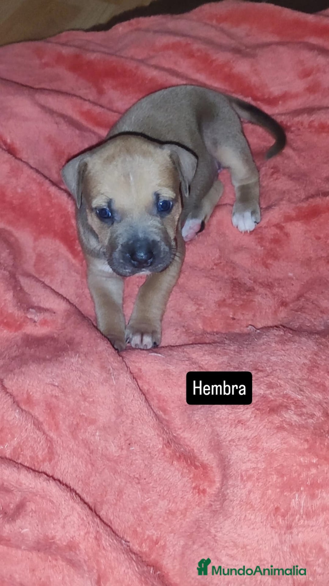 American Pit Bull Terrier perros en venta: American pitbull - Imagen 4