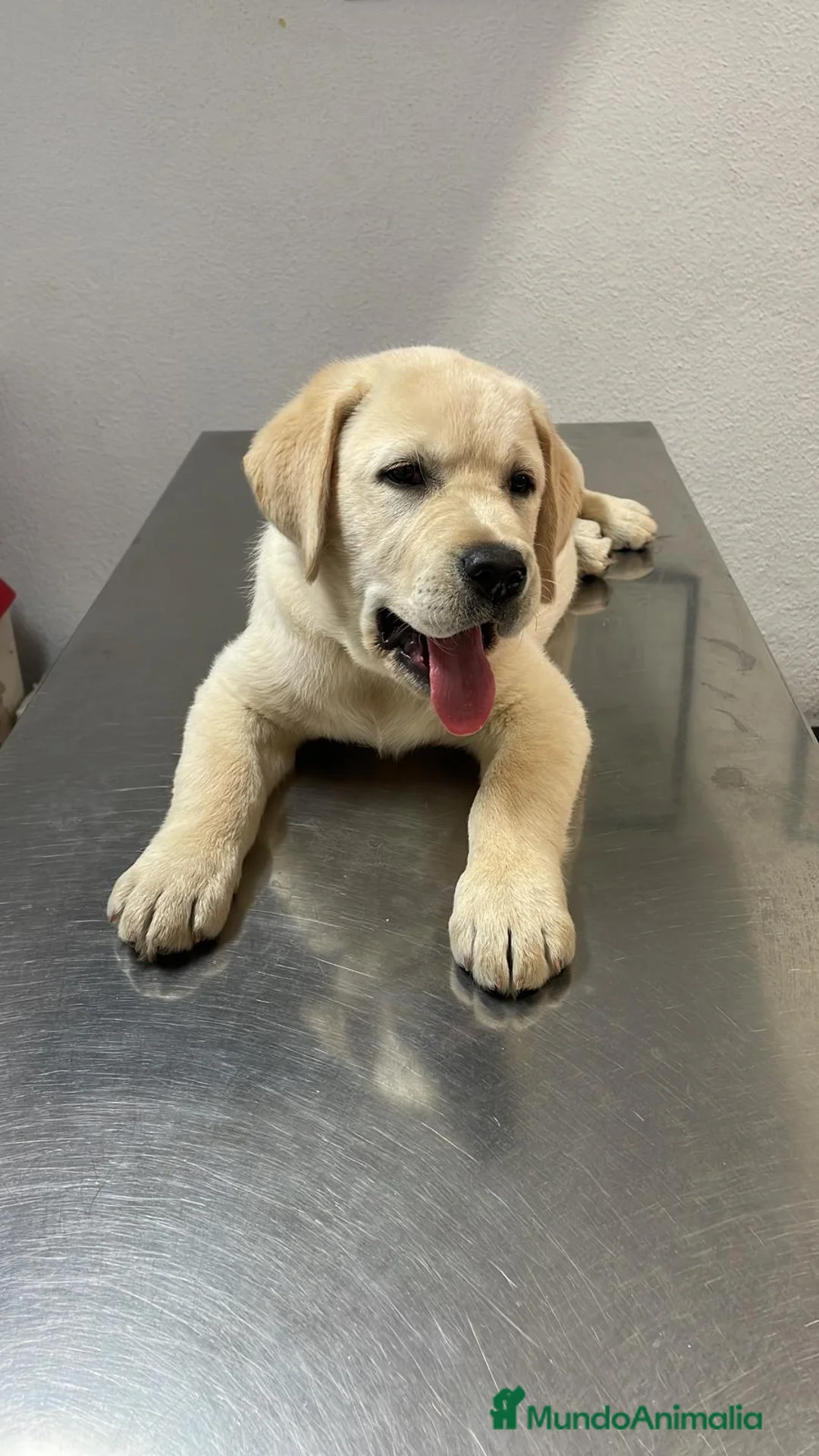 Labrador Retriever perros en venta: Labrador Retrievers amarillos  - Anuncio 4