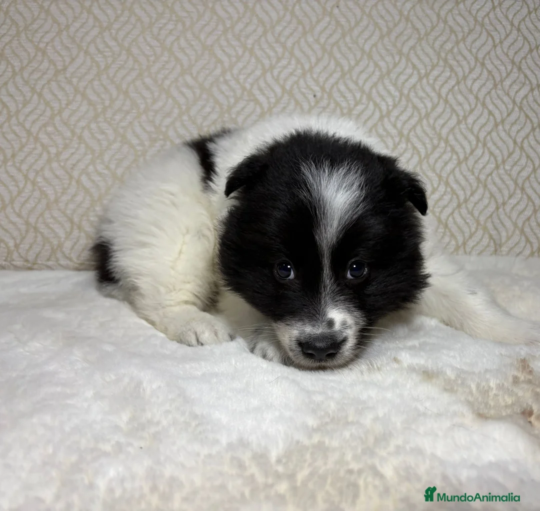 Border Collie perros en venta: Border collie macho precioso  - Anuncio 19