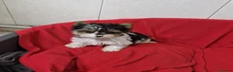 Otras razas perros en venta: Biewer - Anuncio 6