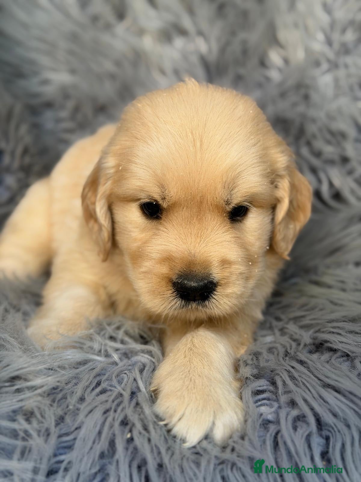 Golden Retriever perros en venta: Cachorros Golden disponible - Anuncio 2