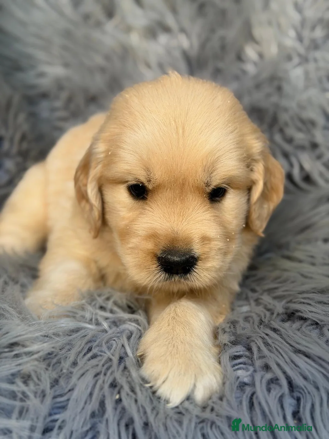 Golden Retriever perros en venta: Cachorros Golden disponible - Anuncio 1