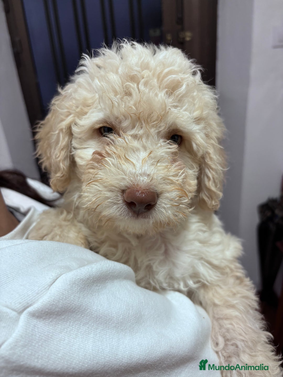 Perro de Agua Español perros en venta: Camada perro de agua Español  - Imagen 5