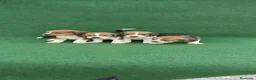Beagle perros en venta: Cachorros de beagle tricolor  - Anuncio 10