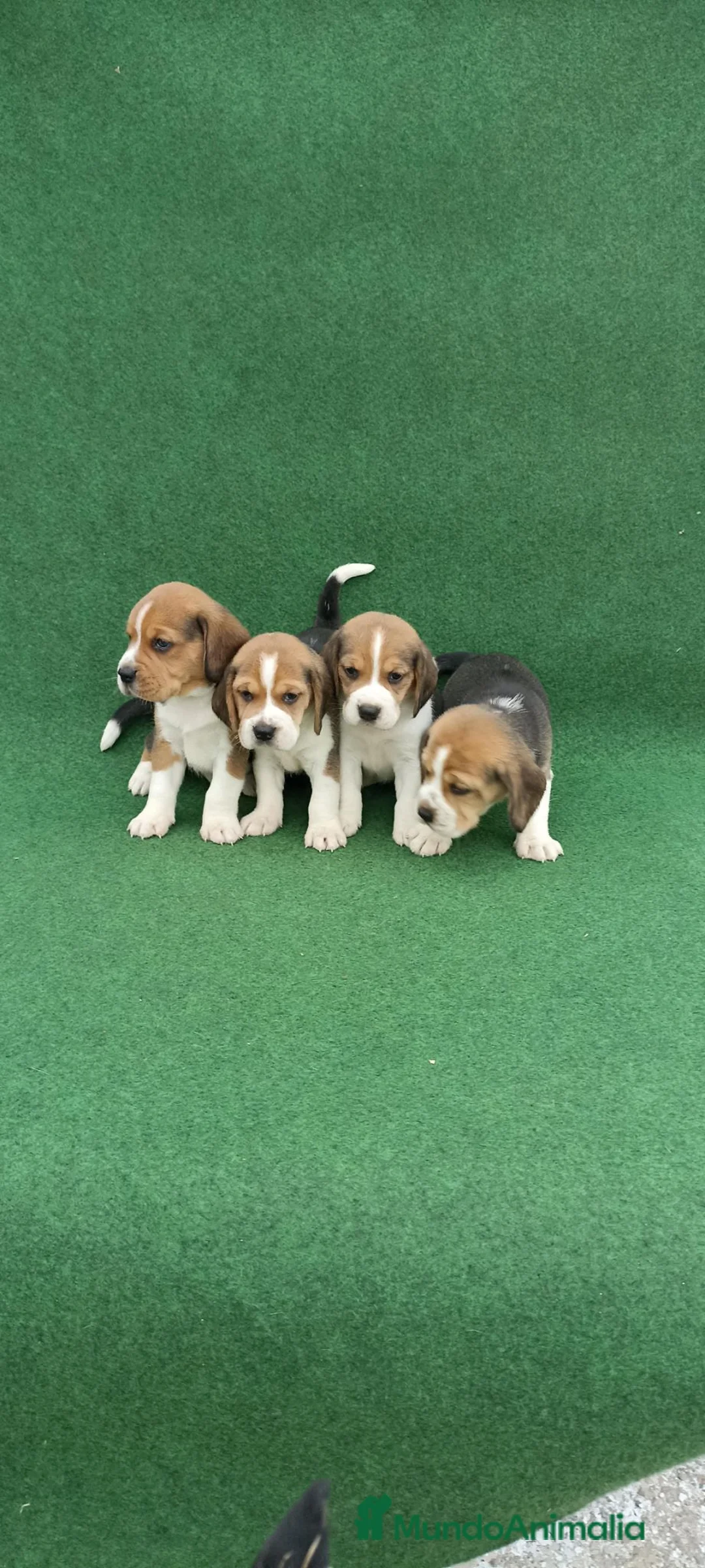 Beagle perros en venta: Cachorros de beagle tricolor  - Anuncio 10