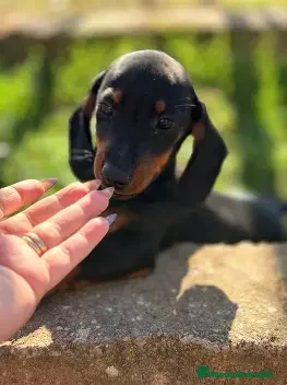 Teckel perros ¡🐾 PRECIOSOS CACHORROS DE TECKEL NEGRO FUEGO 🐾! - Anuncio 1