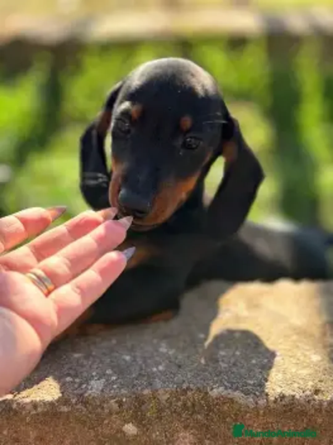 Teckel perros en venta: ¡🐾 PRECIOSOS CACHORROS DE TECKEL NEGRO FUEGO 🐾! en Salamanca - Anuncio 1