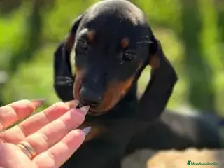 Teckel perros ¡🐾 PRECIOSOS CACHORROS DE TECKEL NEGRO FUEGO 🐾! - Anuncio 1