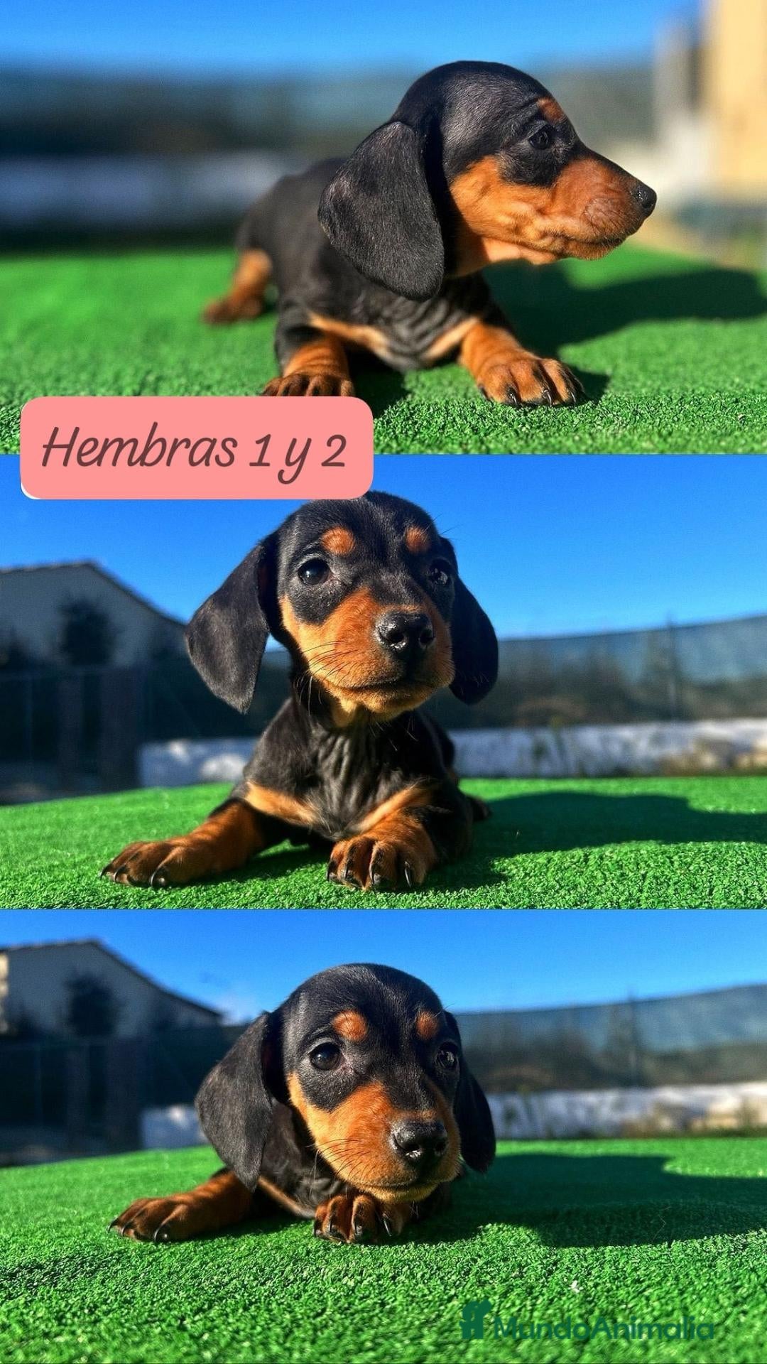 Teckel Miniatura perros en venta: TECKEL HEMBRAS NEGRO FUEGO  - Anuncio 1