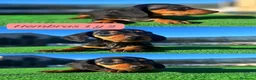 Teckel Miniatura perros en venta: TECKEL HEMBRAS NEGRO FUEGO  en Salamanca - Anuncio 1
