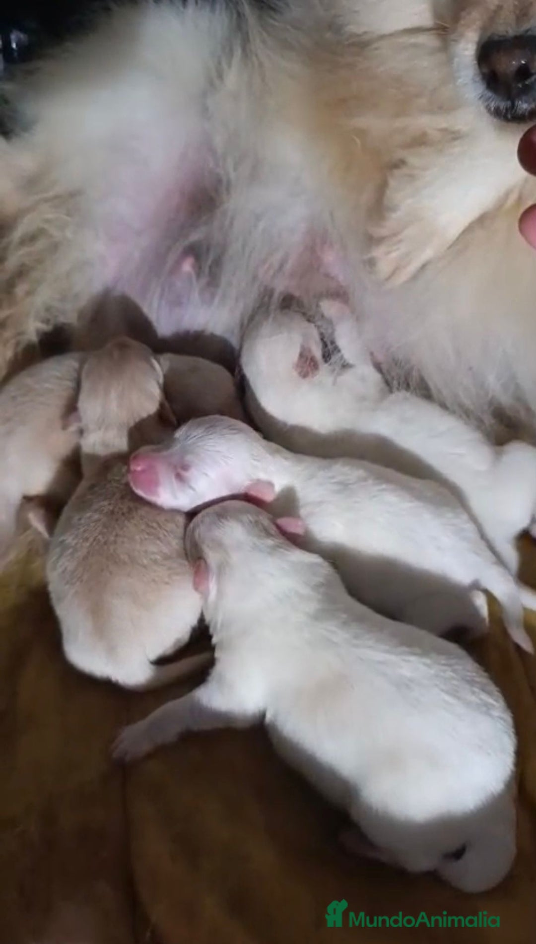 Pomerania perros en venta: NUEVA CAMADA Lulu pomerania toy - Anuncio 8