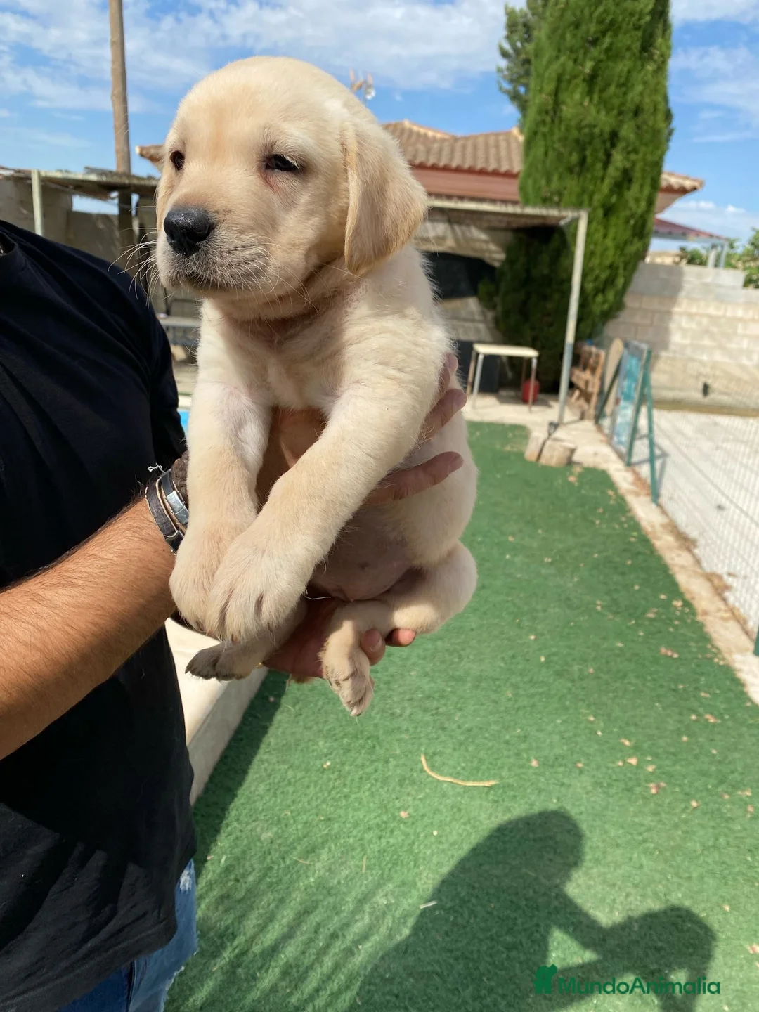 Labrador Retriever perros en venta: CACHORROS DE LABRADOR  - Anuncio 4