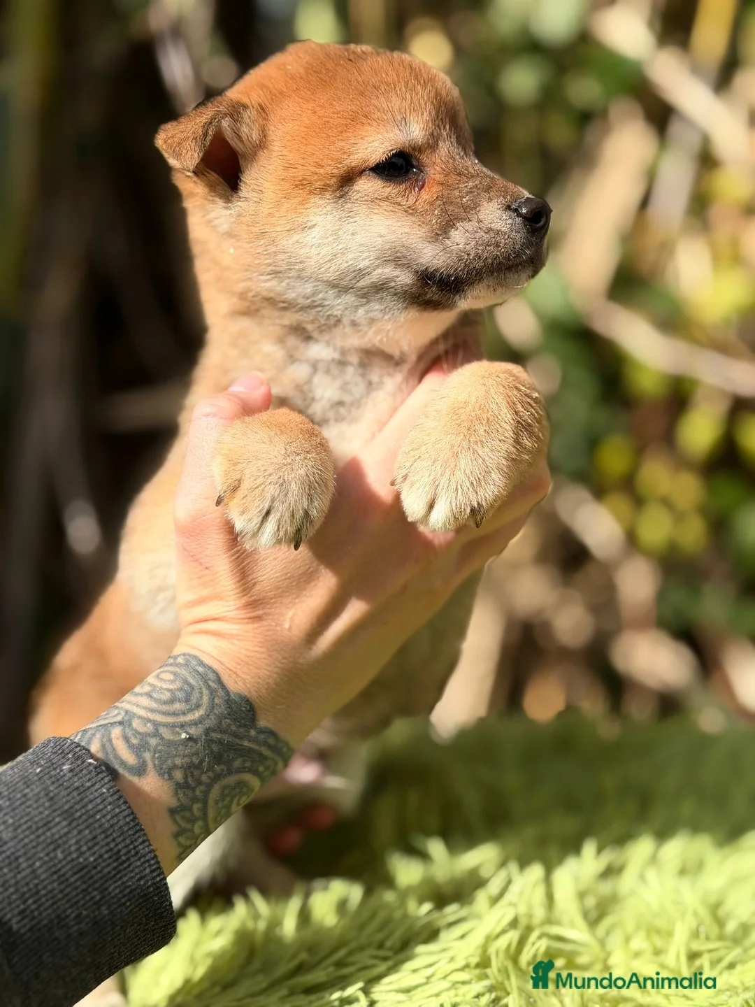Shiba Inu perros en venta: Shiba Inu Rojo - Anuncio 6