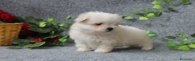 Bichón Maltés 3