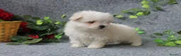 Bichón Maltés perros en venta: PRECIOSOS CACHORRITO DE BICHON MALTES   - Anuncio 12