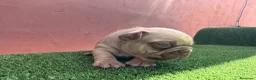 Bulldog Francés perros en venta: Bulldog francés exóticos - Anuncio 3
