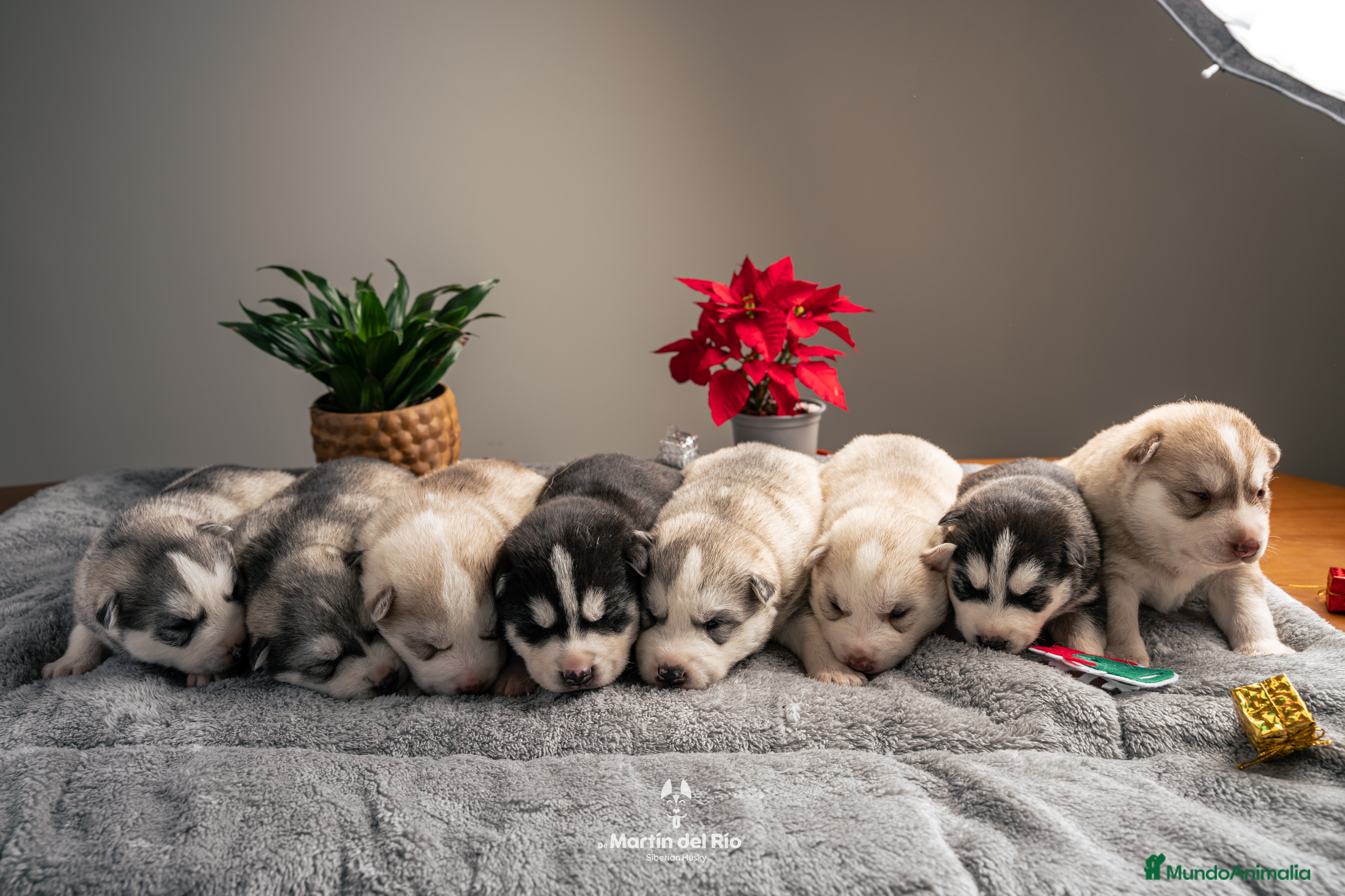 Husky Siberiano perros IDEAL CAMADA HUSKY - Anuncio 1