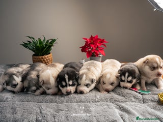 Husky Siberiano perros IDEAL CAMADA HUSKY - Anuncio 1