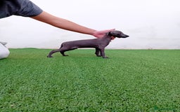 Pequeño Lebrel Italiano perros en venta: PICCOLO BLUE-OJOS AZULES - Anuncio 6