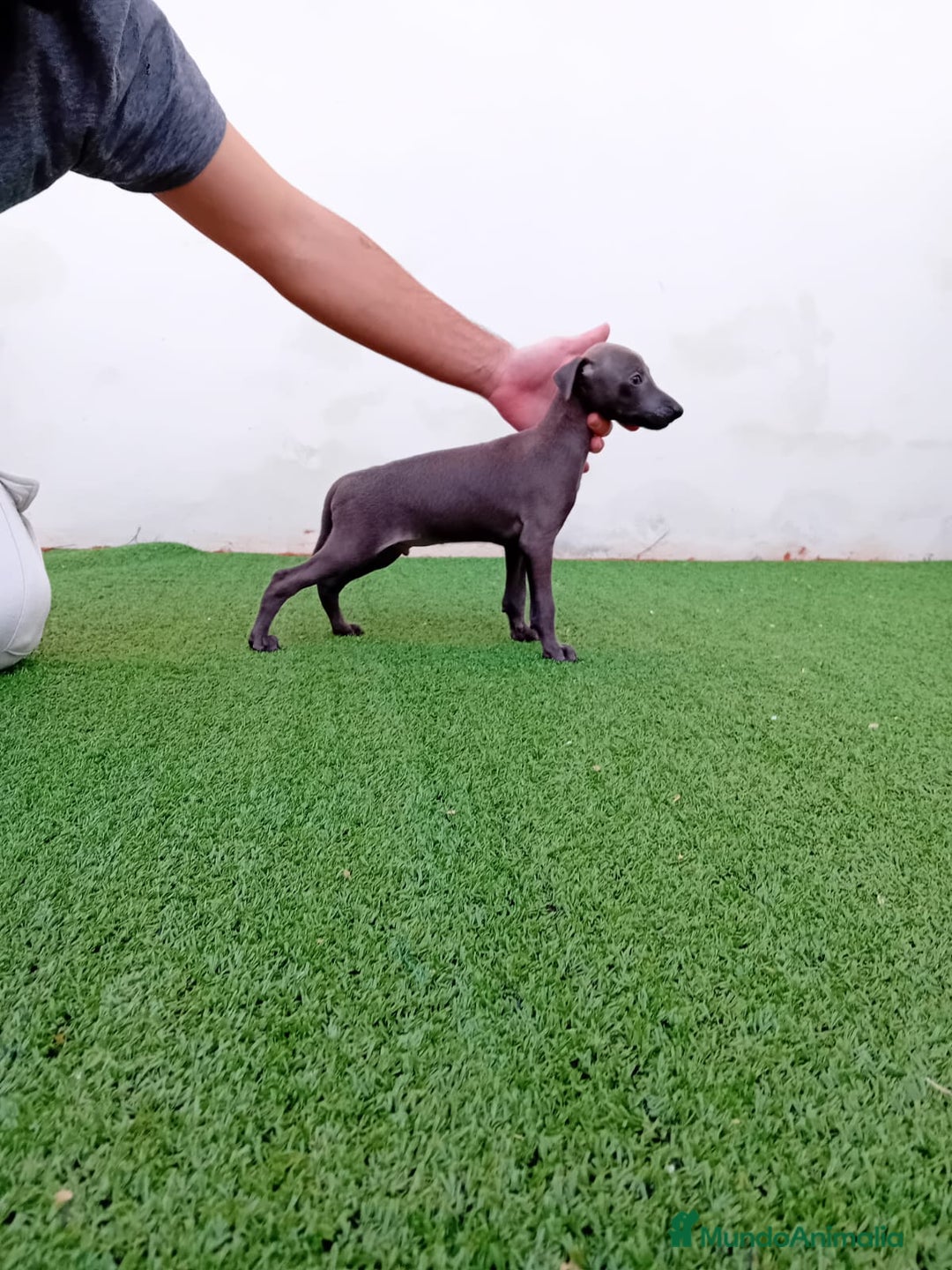 Pequeño Lebrel Italiano perros en venta: PICCOLO BLUE-OJOS AZULES - Anuncio 6