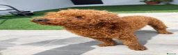 Maltipoo perros en venta: Maltipoo Entrego personalmente en toda España  - Anuncio 4