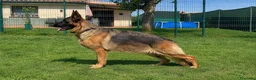 Pastor Alemán perros en venta: Espectacular camada de pastor alemán  - Anuncio 3