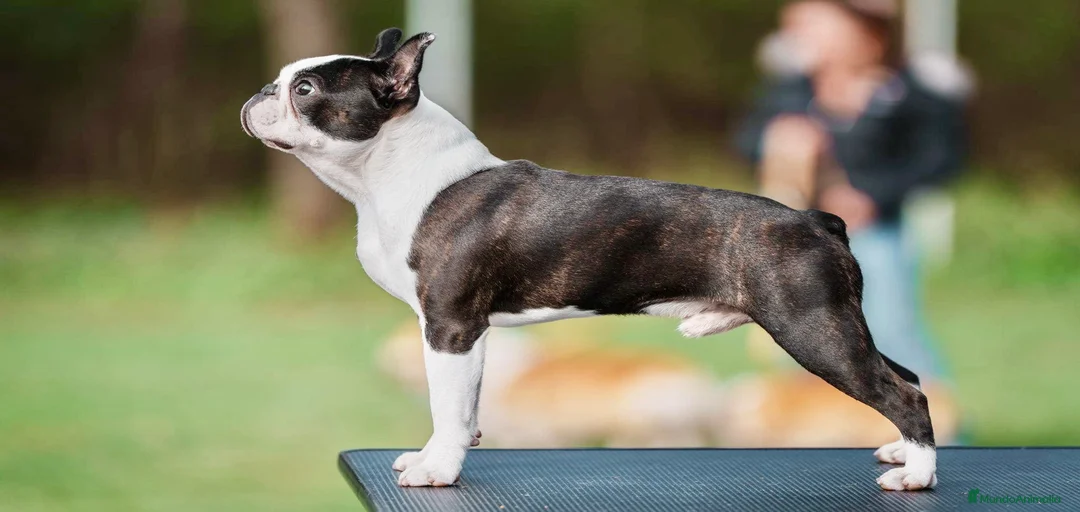 Imagen de galería {{count}}