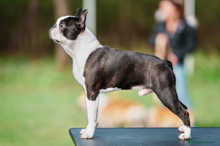 Imagen de galería {{count}}