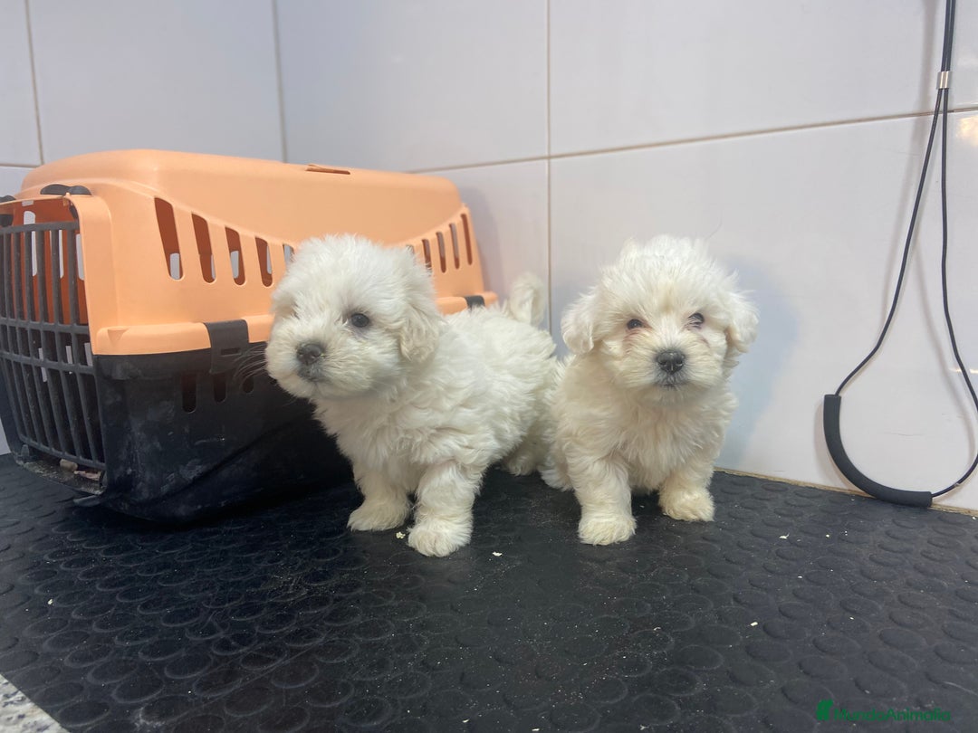 Bichón Maltés perros en venta: Cachorros Bichón Maltés 650€ ¡PRECIO REAL! - Imagen 3