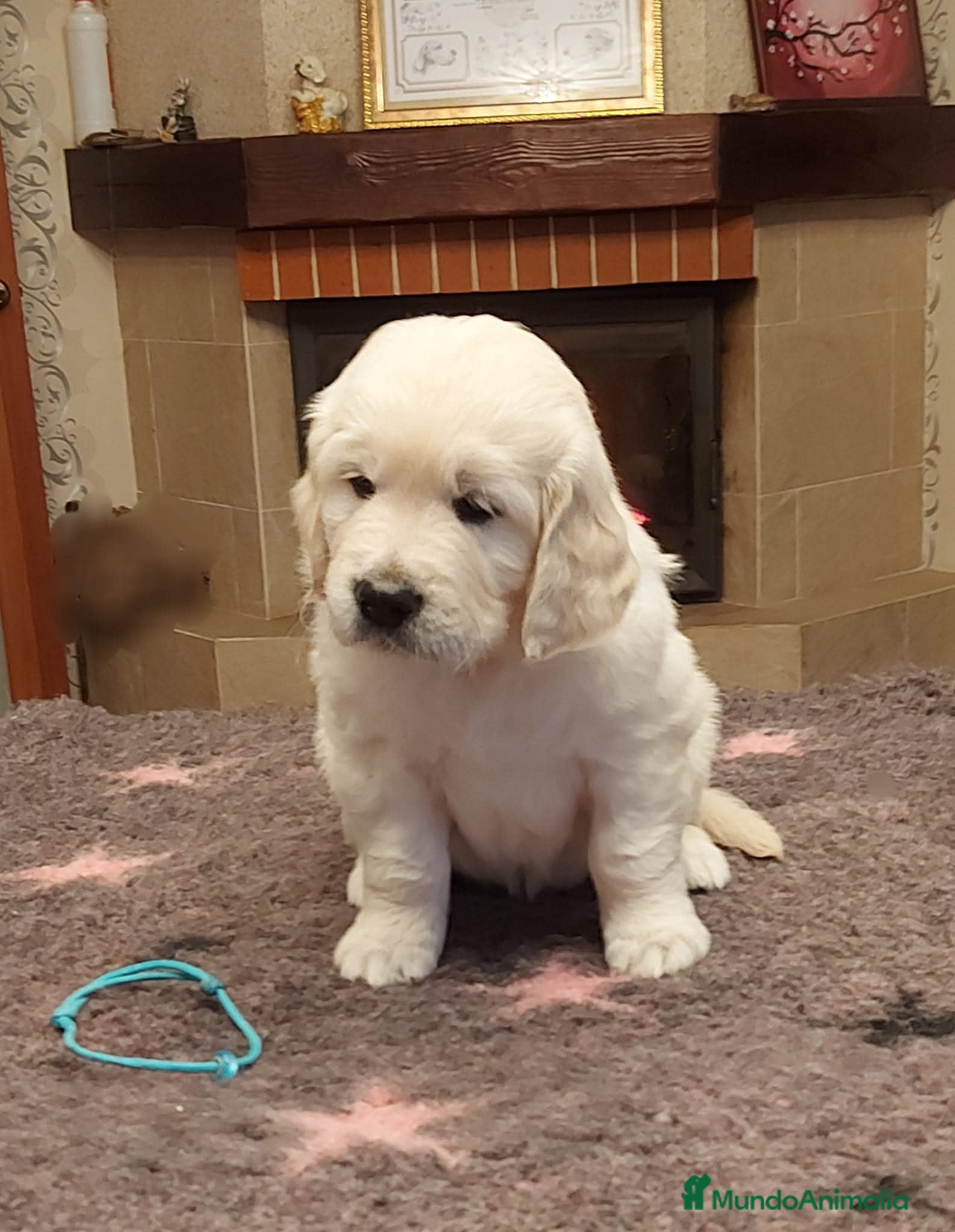 Golden Retriever perros Golden retrivier  - Anuncio 10