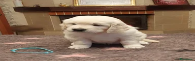 Golden Retriever 1