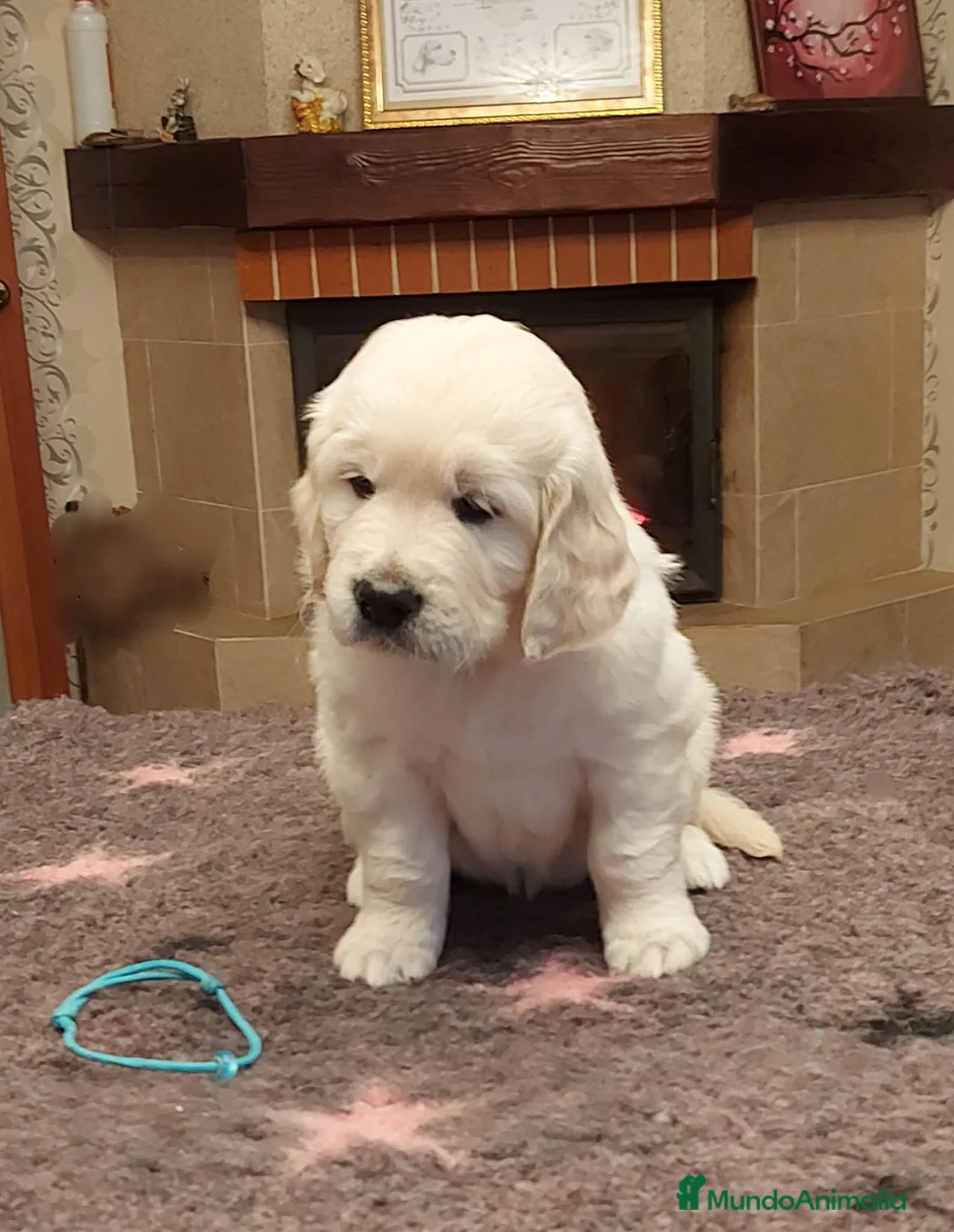 Golden Retriever perros en venta: Golden retrivier  - Anuncio 1