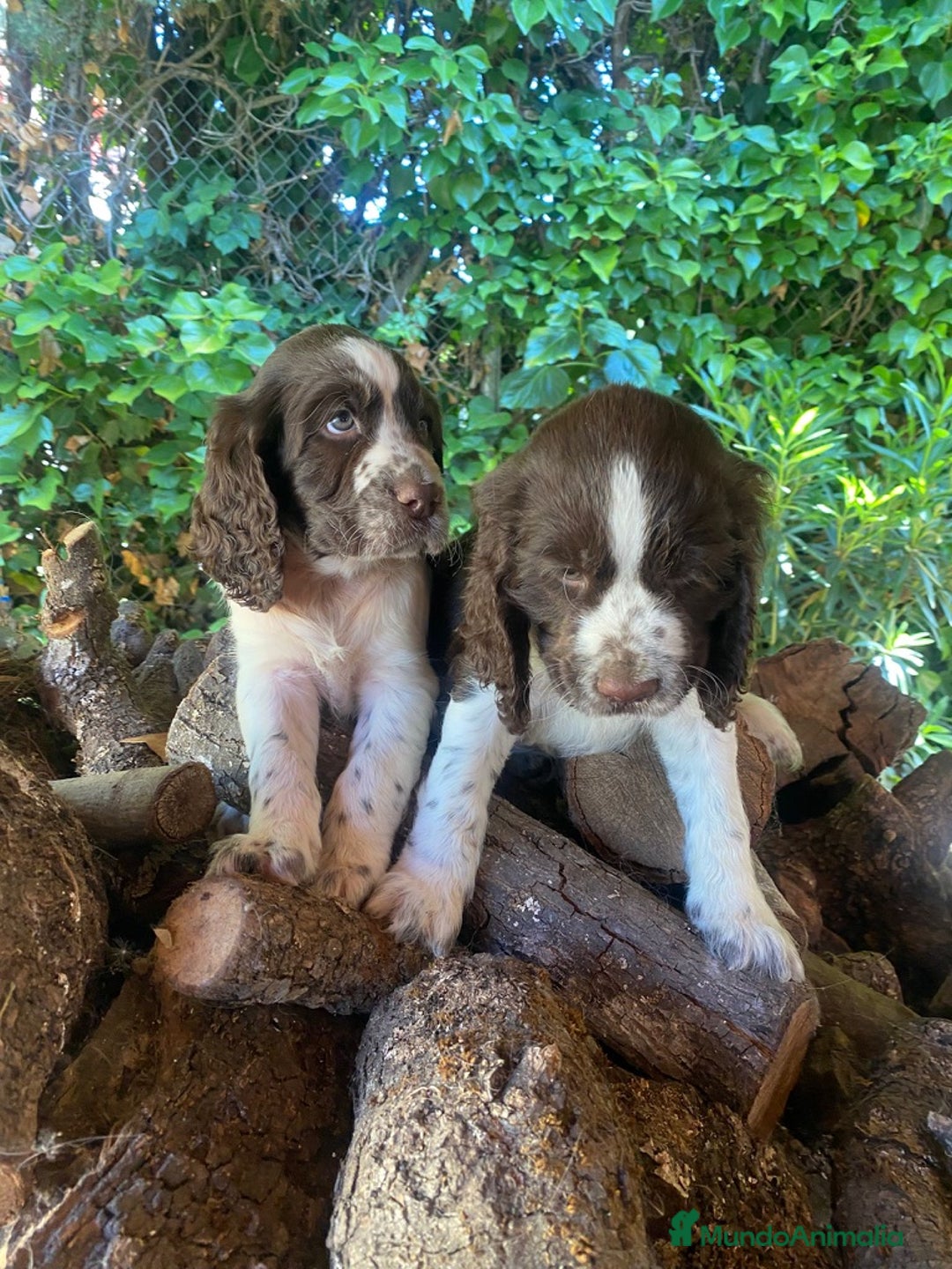 English Springer Spaniel perros en venta: Cachorros Springer Spaniel Inglés bco/hígado. - Imagen 12