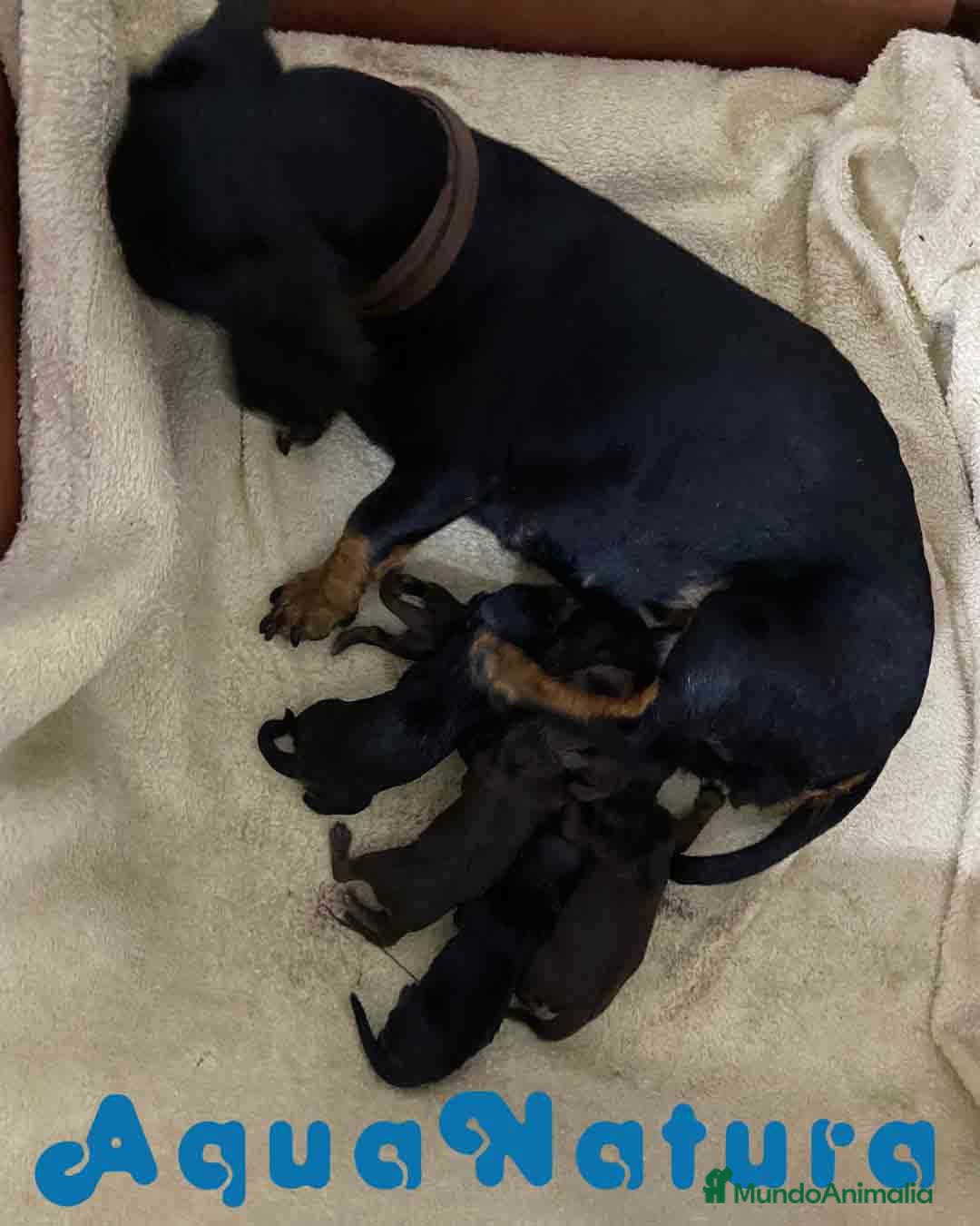 Teckel Miniatura perros en venta: Camada Teckel de Lena AQUANATURA - Imagen 1