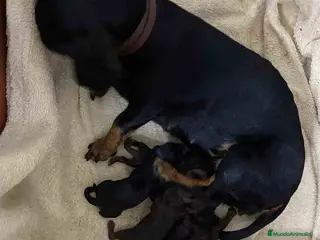 Teckel Miniatura perros Camada Teckel de Lena AQUANATURA - Anuncio 27