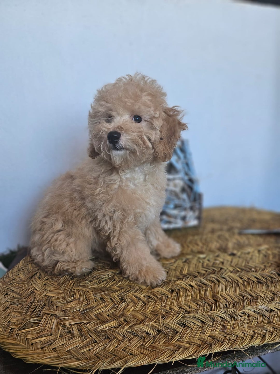 Raza Mixta perros en venta: CANICHE ENANO - Imagen 1