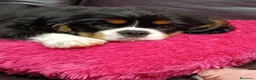 Cavalier King Charles Spaniel perros en venta: Cavalier tricolor macho - Anuncio 1