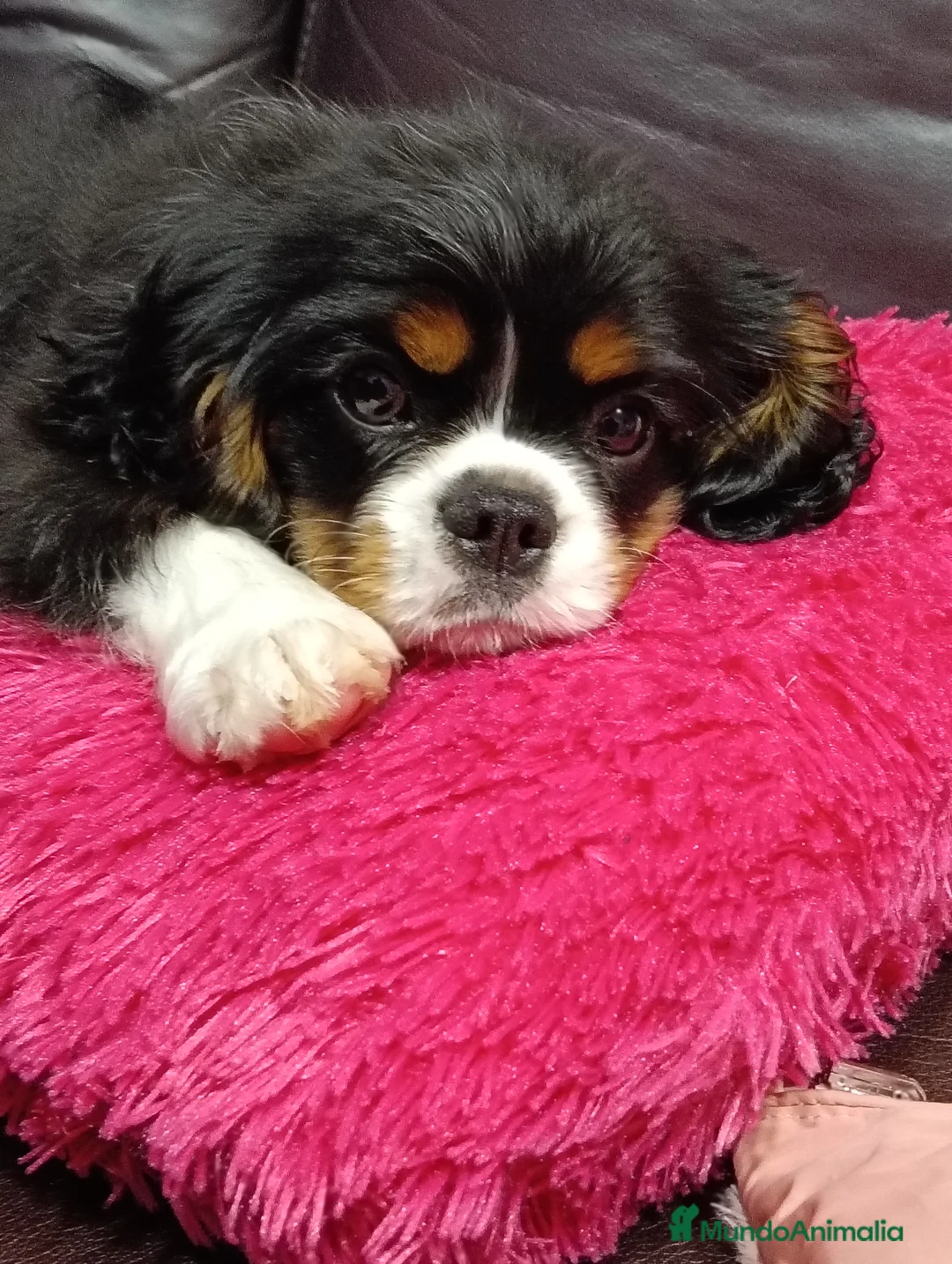 Cavalier King Charles Spaniel perros en venta: Cavalier tricolor macho - Anuncio 1