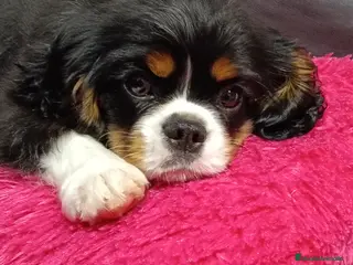 Cavalier King Charles Spaniel perros Cavalier tricolor macho - Anuncio 1