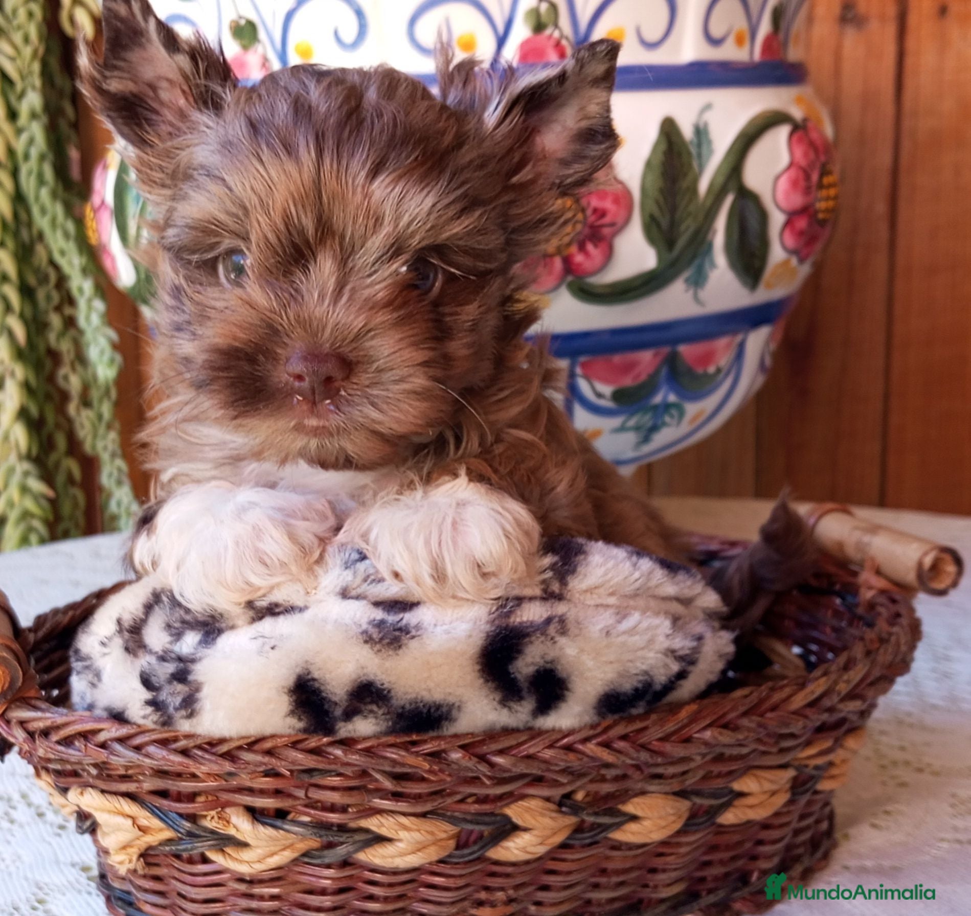 Yorkshire Terrier perros Yorkshire biewer  - Anuncio 16