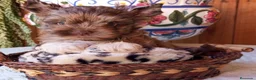 Yorkshire Terrier perros en venta: Yorkshire biewer  - Anuncio 1