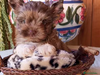 Yorkshire Terrier perros Yorkshire biewer - Anuncio 16