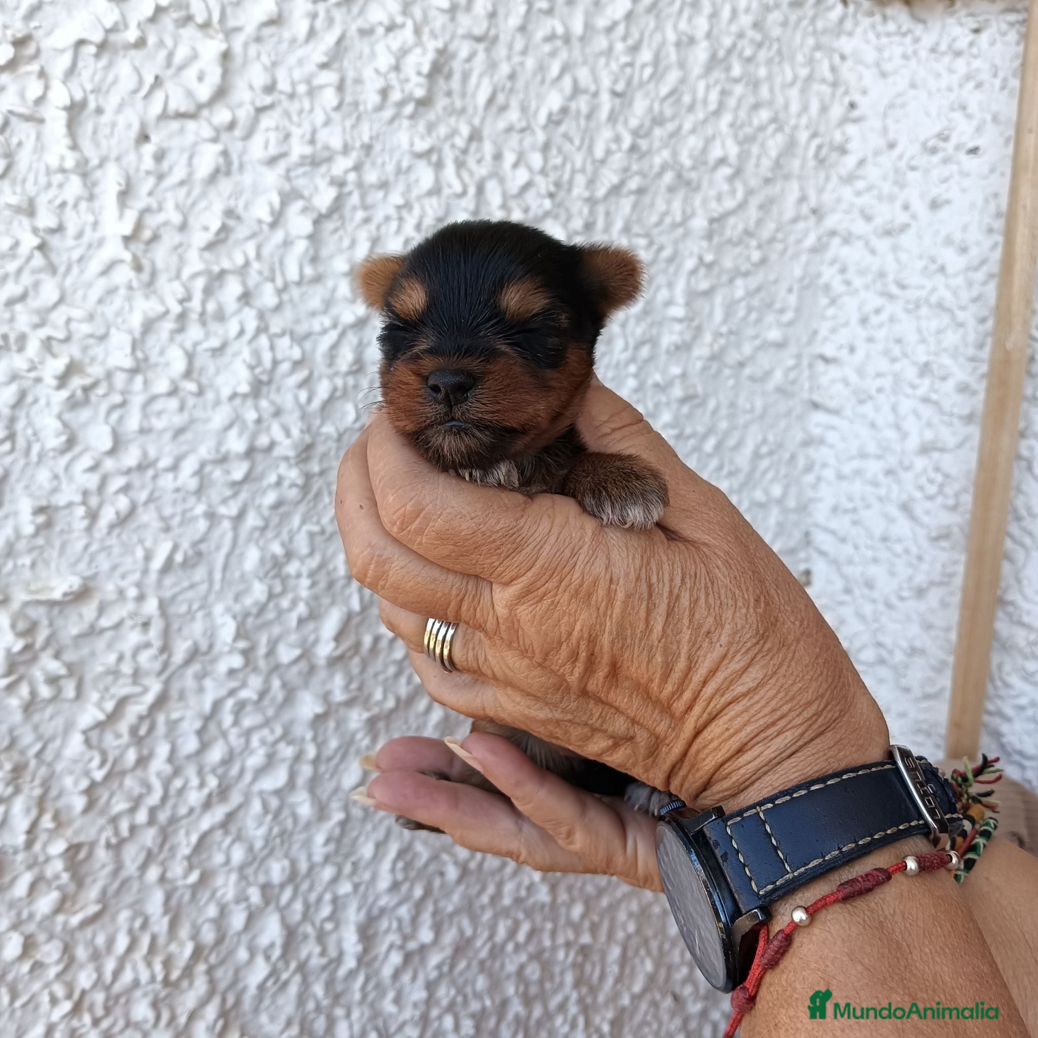 Yorkshire Terrier perros Dos Hembras  - Anuncio 1